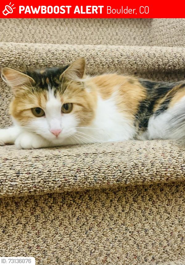 Lost Female Cat last seen Near rd and Jay road, Boulder, CO 80301
