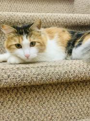 Lost Female Cat last seen Near rd and Jay road, Boulder, CO 80301
