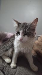 Found/Stray Female Cat last seen Loreto Ln blacklick ohio, Columbus, OH 43004