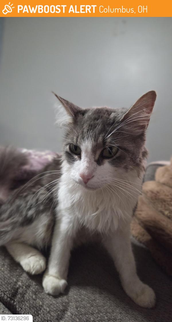 Found/Stray Female Cat last seen Loreto Ln blacklick ohio, Columbus, OH 43004