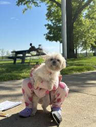 Lost Female Dog last seen Colorado Springs, Colorado Springs, CO 80903