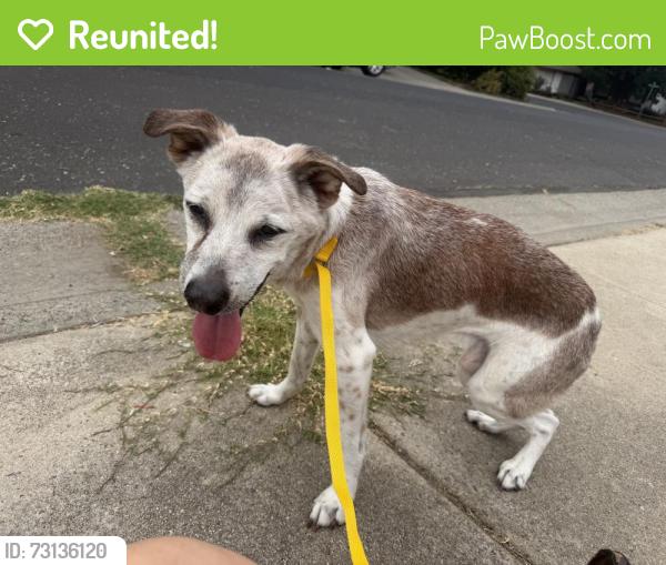 Reunited Male Dog last seen Cirby, Roseville, CA 95621