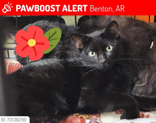Lost Male Cat last seen Near Cherry Crossing Benton, AR 72015, Benton, AR 72015