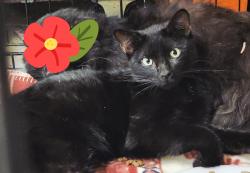 Lost Male Cat last seen Near Cherry Crossing Benton, AR 72015, Benton, AR 72015