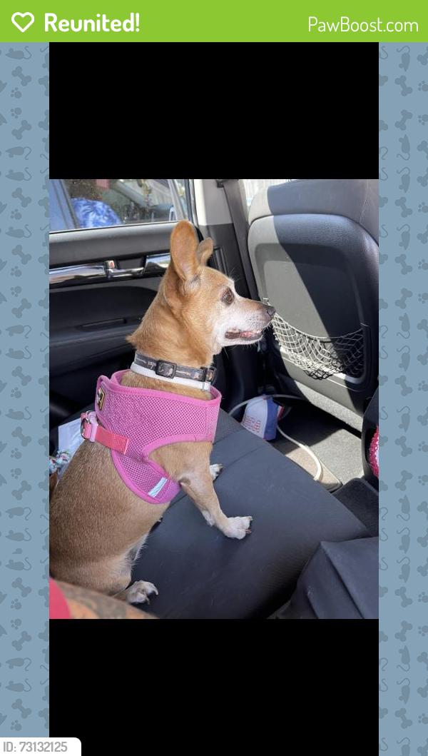Reunited Female Dog last seen Old Town Clovis, Clovis, CA 93612, USA, Clovis, CA 93612
