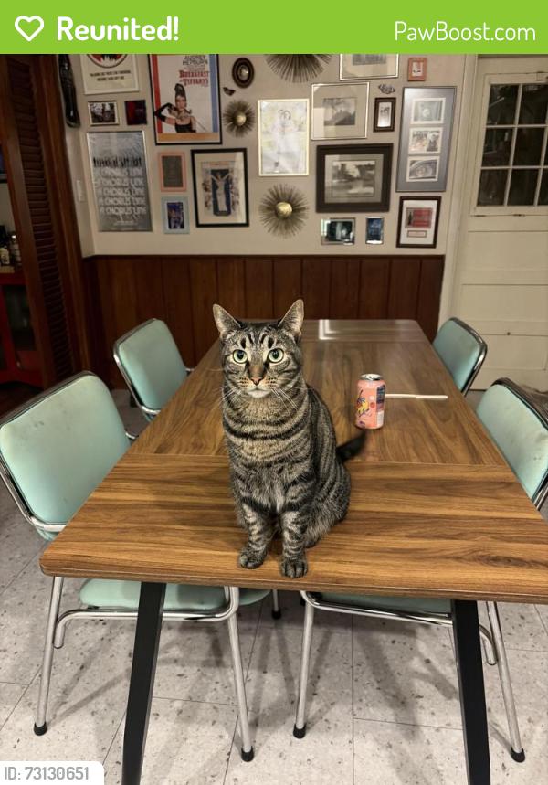 Reunited Female Cat last seen Fruitville park, Fruitville, FL 34232