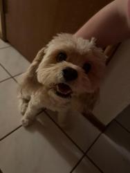 Reunited Male Dog last seen S River Dr and East La Jolla Dr, Tempe, AZ 85282