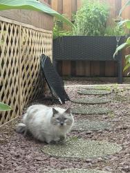 Found/Stray Unknown Cat last seen Joes pizza, Chicago, IL 60630