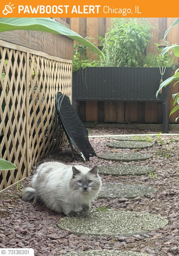 Found/Stray Unknown Cat last seen Joes pizza, Chicago, IL 60630
