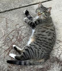 Lost Female Cat last seen Timberline Subdivision in Halls, Knoxville, TN 37938