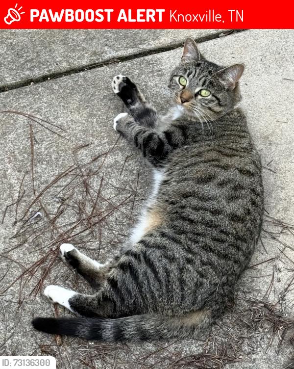 Lost Female Cat last seen Timberline Subdivision in Halls, Knoxville, TN 37938