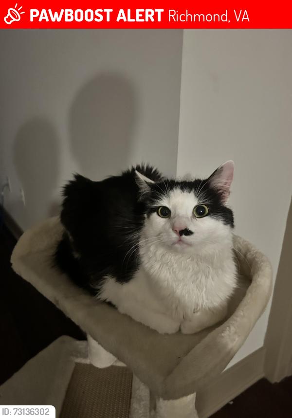Lost Male Cat last seen Near zip code., Richmond, VA 23219