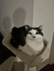 Lost Male Cat last seen Near zip code., Richmond, VA 23219