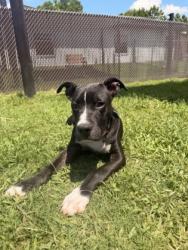Shelter Stray Male Dog last seen Near NC Hwy 55, New Bern City Limits,, 1639 Old Airport Rd, New Bern, NC 28562, USA