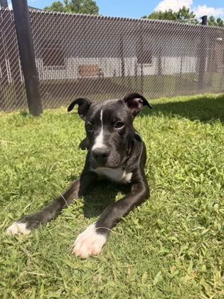 Shelter Stray Male Dog last seen Near NC Hwy 55, New Bern City Limits,, 1639 Old Airport Rd, New Bern, NC 28562, USA
