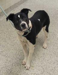 Shelter Stray Female Dog last seen 71Hwy. & Emanuel Cleaver II Blvd., 64130, MO, 7077 Elmwood Ave, Kansas City, MO 64132, USA