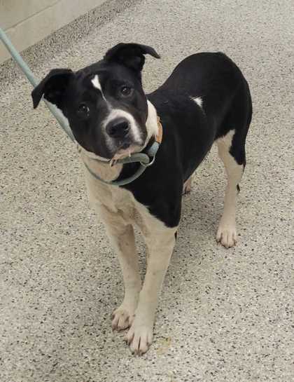 Shelter Stray Female Dog last seen 71Hwy. & Emanuel Cleaver II Blvd., 64130, MO, 7077 Elmwood Ave, Kansas City, MO 64132, USA