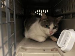 Shelter Stray Unknown Cat last seen Near E 51st Street, 64130, MO, 7077 Elmwood Ave, Kansas City, MO 64132, USA