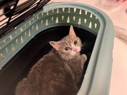 Shelter Stray Unknown Cat last seen Near E 51st Street, 64130, MO, 7077 Elmwood Ave, Kansas City, MO 64132, USA