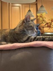 Reunited Female Cat last seen North Alamo, CA near Crest/ Hillgrade, Alamo, CA 94507