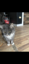 Lost Female Cat last seen McElwain/Chestnut, Cohoes, NY 12047
