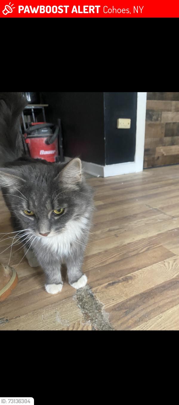 Lost Female Cat last seen McElwain/Chestnut, Cohoes, NY 12047