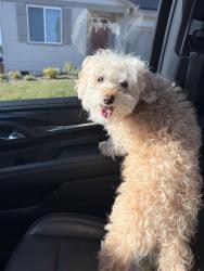Reunited Female Dog last seen SE 282nd and Powell Valley Re., Gresham, OR 97080