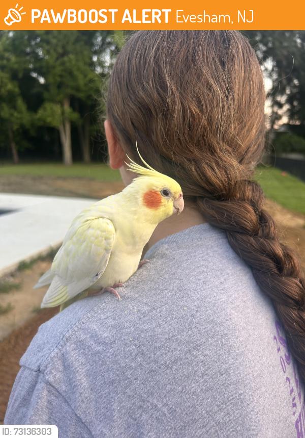 Found/Stray Unknown Bird last seen Elmwood rd, Evesham, NJ 08053