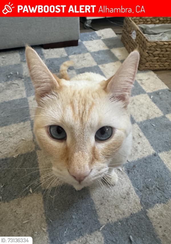 Lost Male Cat last seen Monterey St. Apt. G, Alhambra, CA 91801