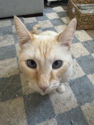 Lost Male Cat last seen Monterey St. Apt. G, Alhambra, CA 91801