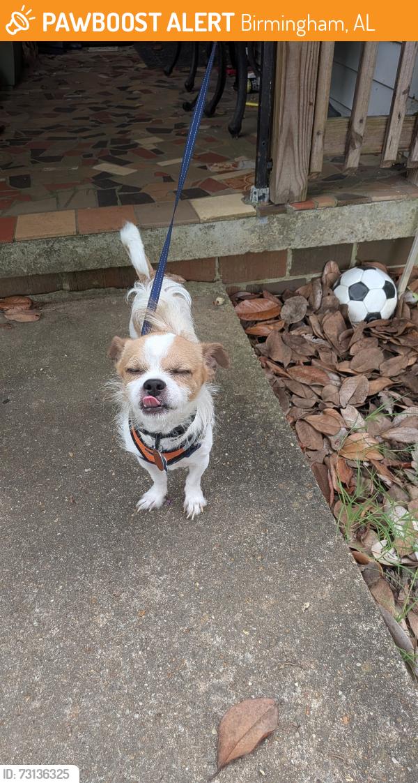 Found/Stray Male Dog last seen Birmingham, AL unsure of exact location, Birmingham, AL 35203