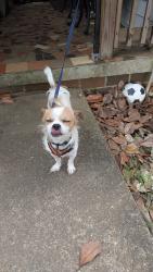 Found/Stray Male Dog last seen Birmingham, AL unsure of exact location, Birmingham, AL 35203