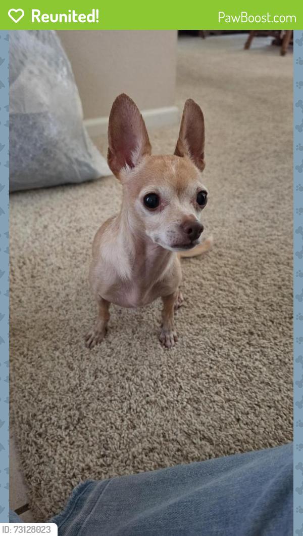 Reunited Unknown Dog last seen Folks Ranch Elementary, Elk Grove, CA 95758
