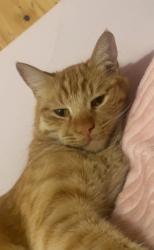 Lost Male Cat last seen E ajo way, Tucson, AZ 85705