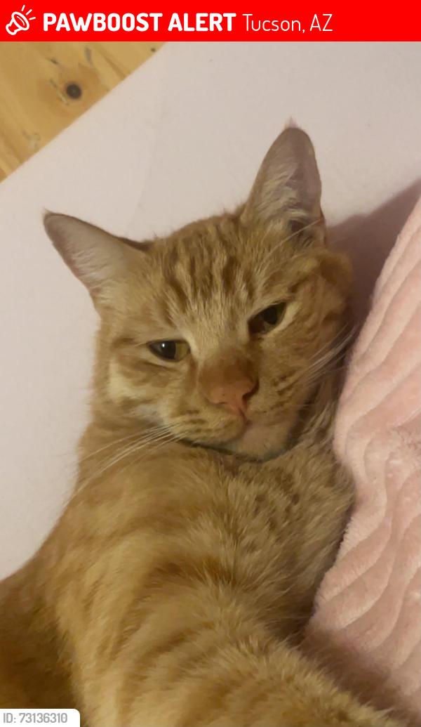 Lost Male Cat last seen E ajo way, Tucson, AZ 85705