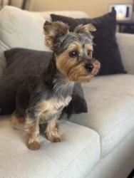 Reunited Female Dog last seen Vineyard Ave and D St, Ontario, CA 91764