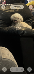 Lost Female Dog last seen Location, Houston, TX 77026