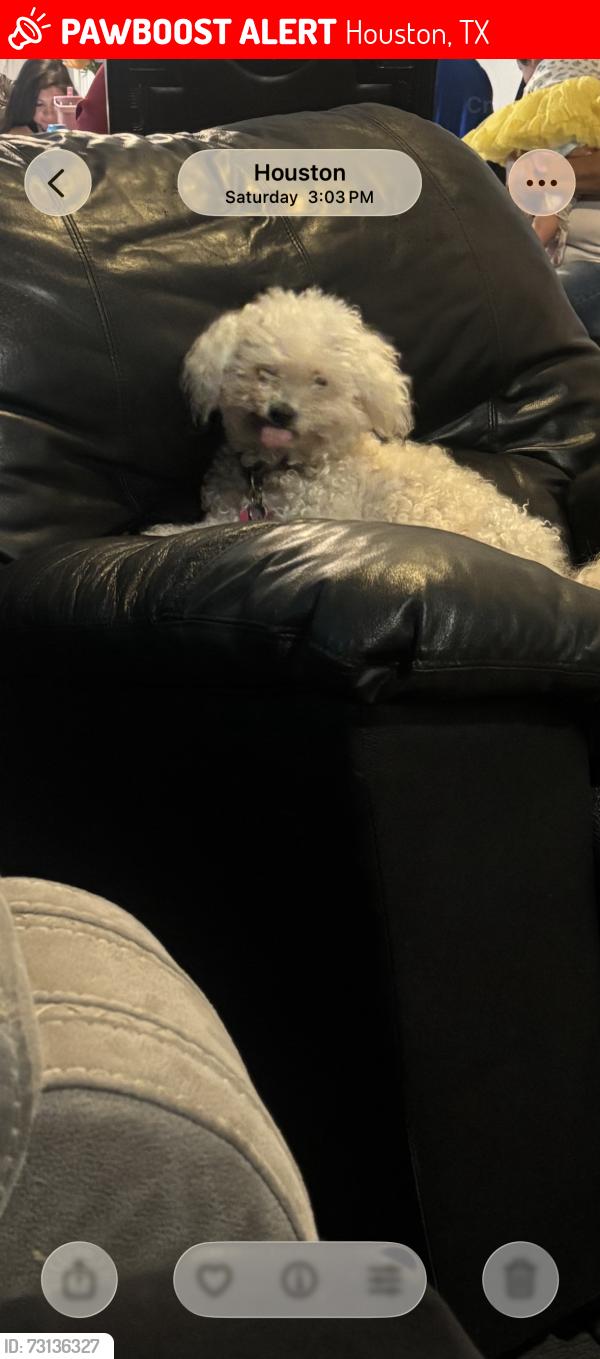 Lost Female Dog last seen Location, Houston, TX 77026
