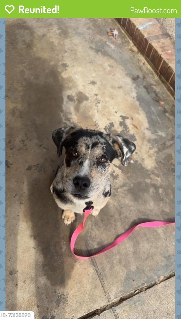 Reunited Female Dog last seen W A Bess Elementary School, Gastonia, NC 28056