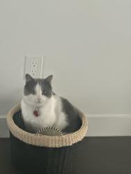 Lost Male Cat last seen Near street. Main Streets: Glenridding ravines sw, rabbit hill road sw, Edmonton, AB T6W 1A6