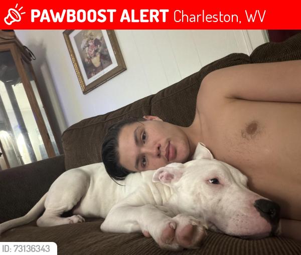 Lost Male Dog last seen Charleston, Charleston, WV 25304