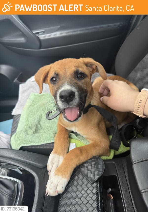 Found/Stray Female Dog last seen Ruether Ave/Santa Clara River/Golden Valley Rd, Santa Clarita, CA 91351
