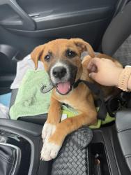 Found/Stray Female Dog last seen Ruether Ave/Santa Clara River/Golden Valley Rd, Santa Clarita, CA 91351