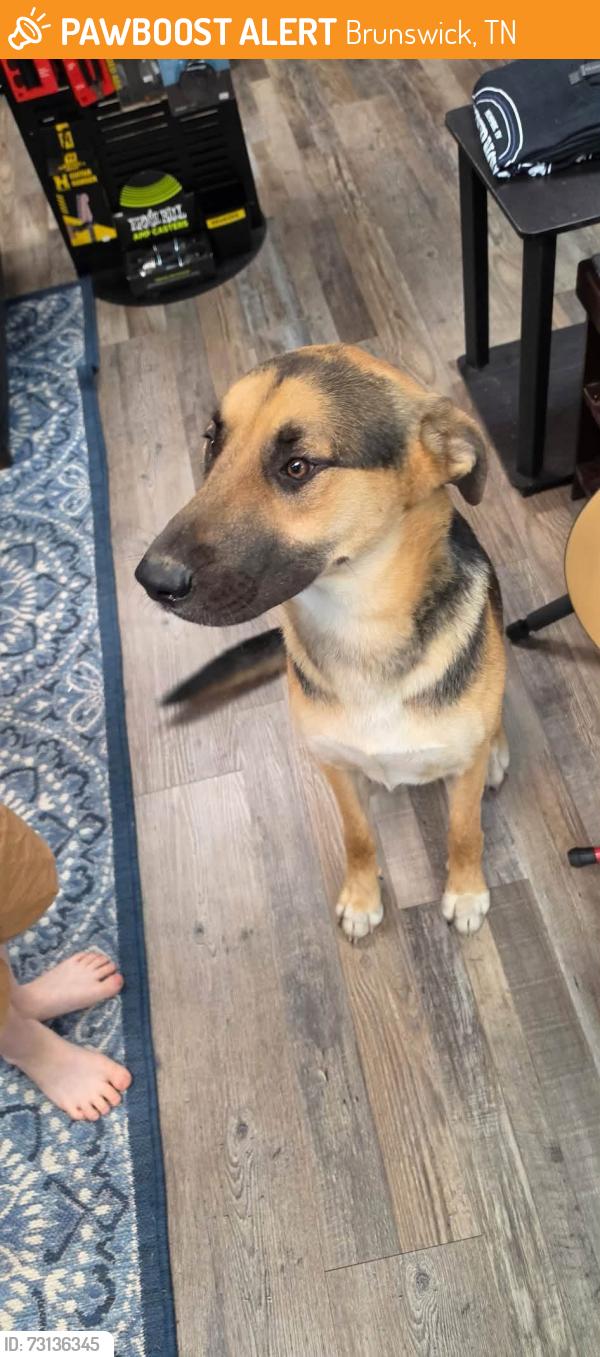 Found/Stray Unknown Dog last seen Slice midtown, Brunswick, TN 38002