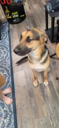 Found/Stray Unknown Dog last seen Slice midtown, Brunswick, TN 38002