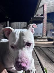 Found/Stray Male Dog last seen Not sure, East Cleveland, OH 44112