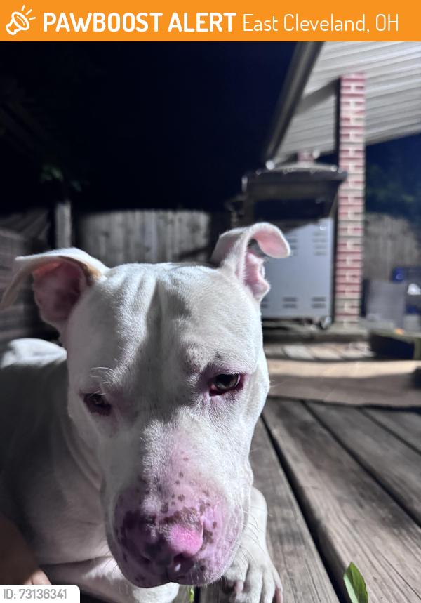Found/Stray Male Dog last seen Not sure, East Cleveland, OH 44112