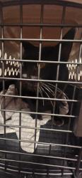 Found/Stray Unknown Cat last seen Gardenia/French Rd, Appleton, WI 54913