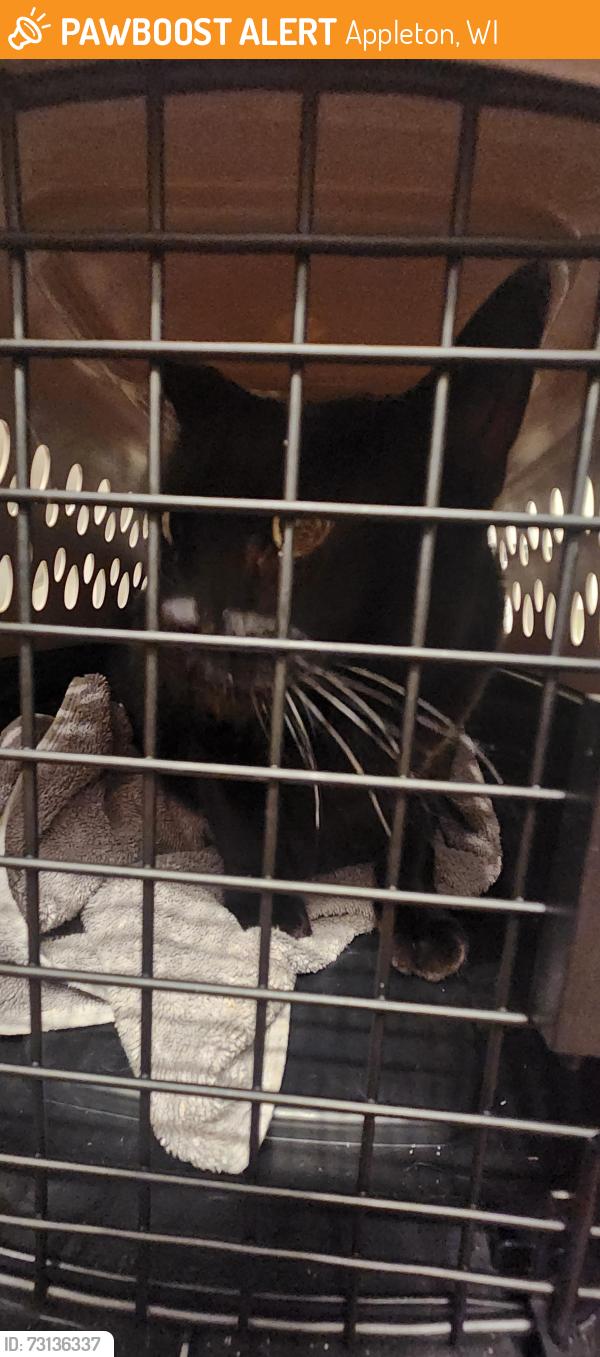 Found/Stray Unknown Cat last seen Gardenia/French Rd, Appleton, WI 54913