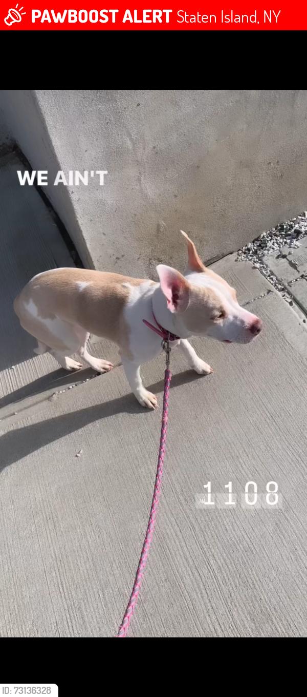 Lost Female Dog last seen Near precinct Staten island, Staten Island, NY 10307